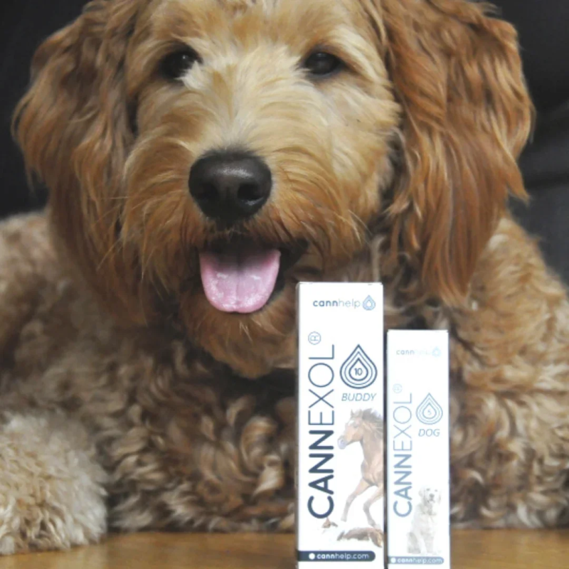 Comprar Cannhelp CANNEXOL Perros Dog 5% CBD Aceite - Family Tree CBD