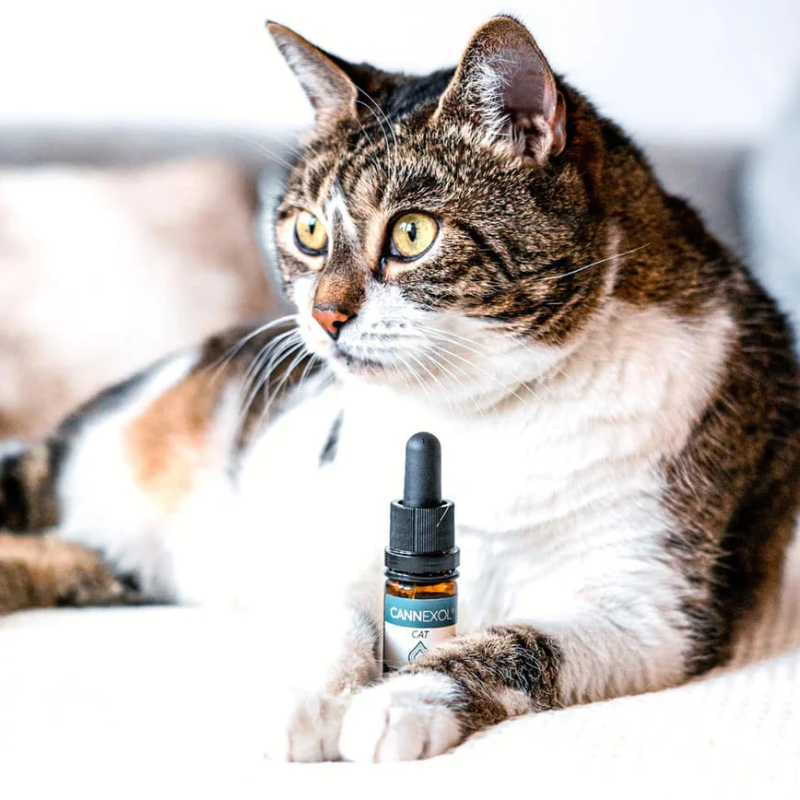 Comprar cannhelp CANNEXOL Cat Gatos 3% CBD Aceite - Family Tree CBD