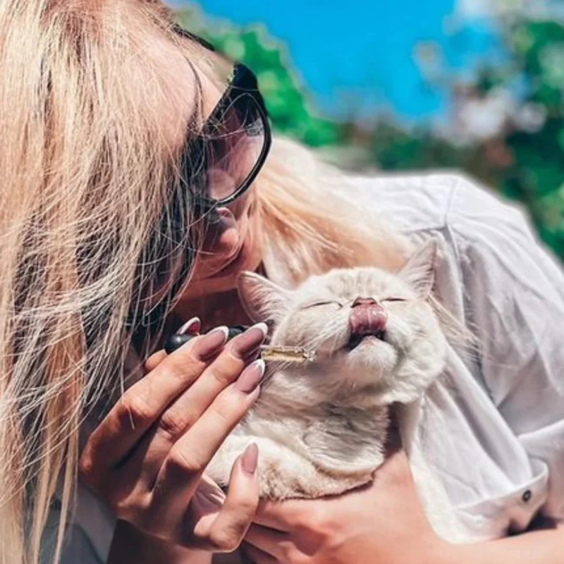 Comprar cannhelp CANNEXOL Cat Gatos 3% CBD Aceite - Family Tree CBD