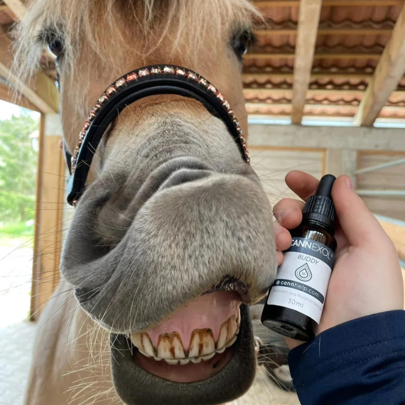 Comprar cannhelp CANNEXOL Buddy 10% CBD Aceite Perros - Family Tree CBD