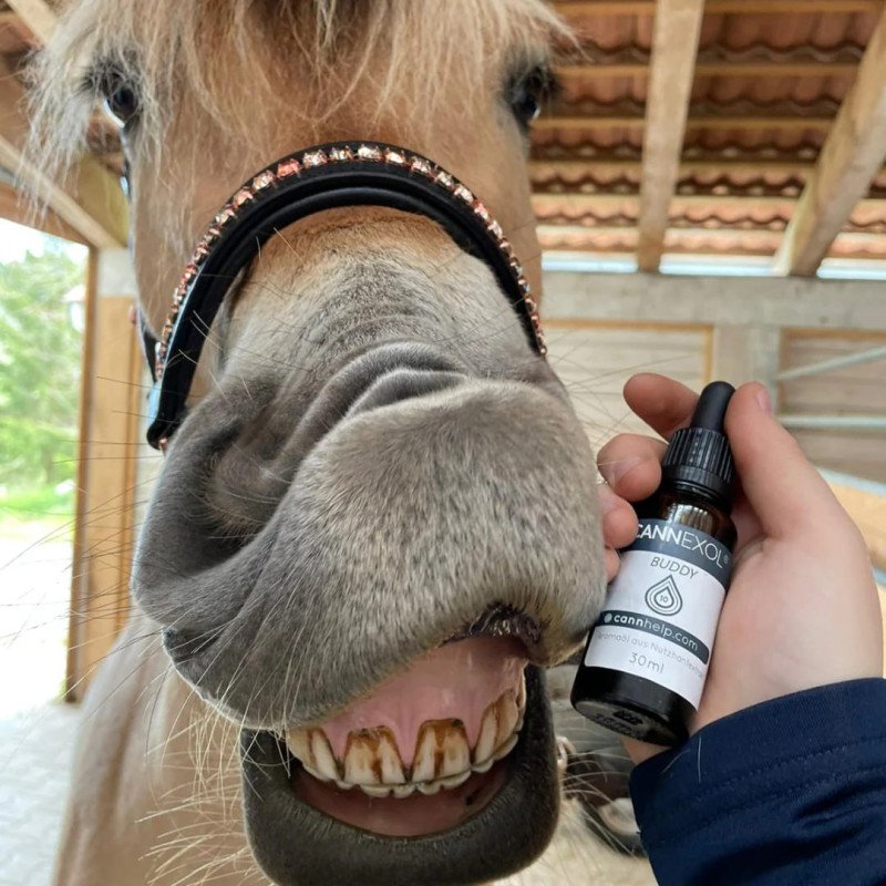 Cannexol Aceite CBD Buddy 10% 10ml - 4